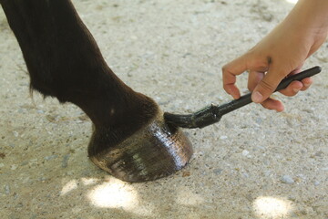 des soins donnés à un sabot de cheval dans un centre équestre