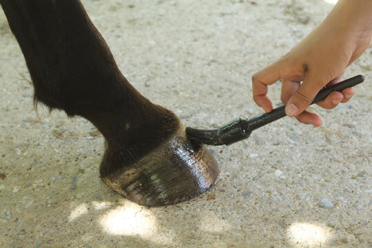 des soins donn&eacute;s &agrave; un sabot de cheval dans un centre &eacute;questre