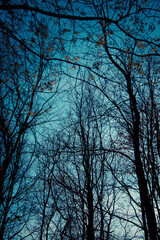 Gałąź na niebie © niwekewin