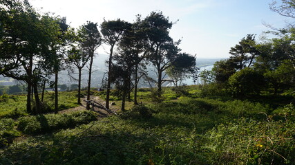trees in the mountains