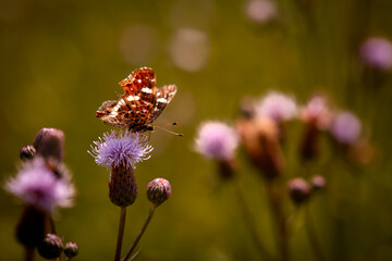 beautiful butterfly on a field flower