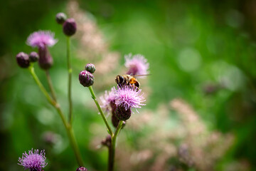  bee in a field of wild purple flowers