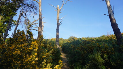 old trees in the forest