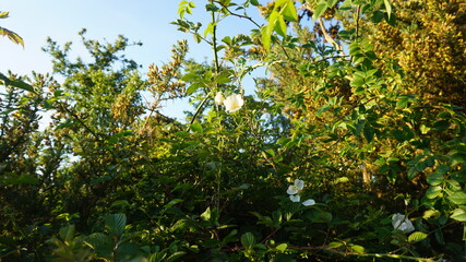green leaves and sun