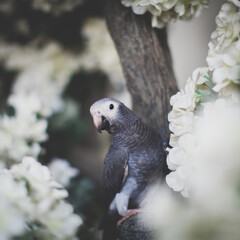 Timneh African Grey Parrot on a tree with white flowers