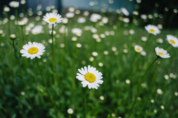Gänseblümchen auf einer Wiese