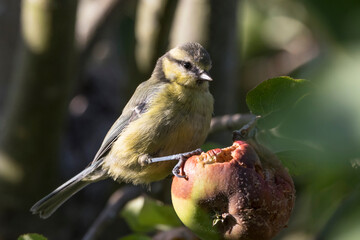 Garden bird eating rotten apple