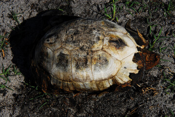 Africa- The Burned Body of a Turtle on a Beach Near Capetown