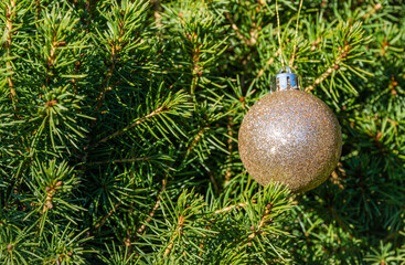 Christmas tree toy golden ball hanging on Canadian spruce Picea glauca Conica. Nature concept for Christmas and New Year design