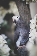 Timneh African Grey Parrot on a tree with white flowers