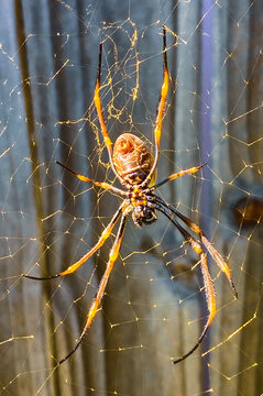 Spider Golden Orb Weaver