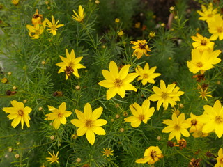 field of yellow flowers