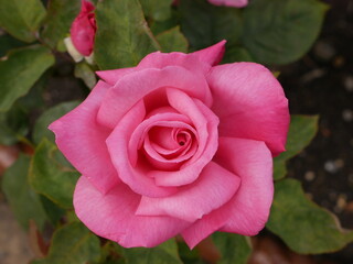 pink rose in garden