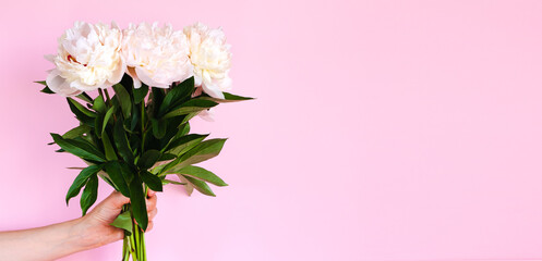 Female hand holding beautiful bouquet of cream peonys on pink background. Copy space. Place for text. Banner.