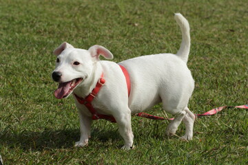jack russell terrier puppy