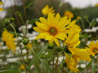 yellow flowers in the garden