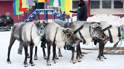 reindeer of the Arctic region  © spphotolab