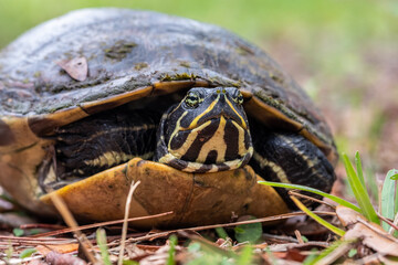 Large turtle pulled back into its shell for safety