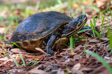 Large turtle walking cautiously through dried leaves and grass
