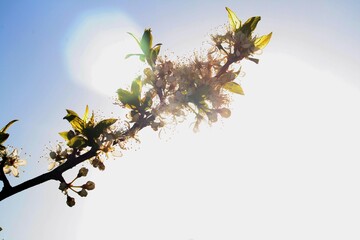 branch of a cherry tree
