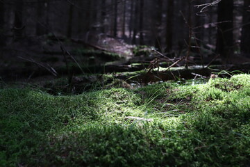 Moss on a sunlit tree trunk