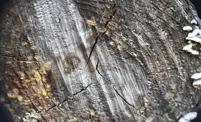 Pień drzewa  © merko