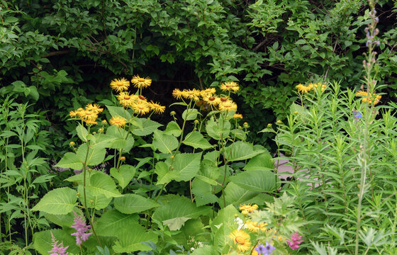 Small decorative sunflowers - aw summer in botanical garden