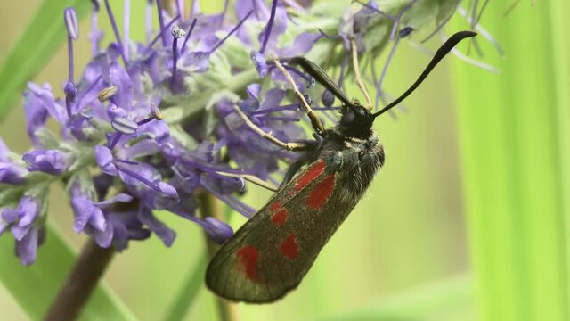 Macro shot of the New Forest Burnet butterfly (Zygaena viciae) of the Zygaenidae family collecting nectar on a purple sage flower.