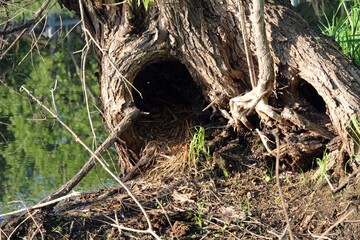 bird nest in the tree