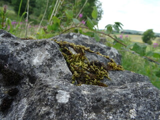 moss on stone femce