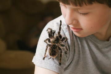 Tarantula spider stretches paw to child's face. brave boy plays with huge spider Brachypelma...