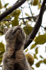 kitty looking the sky