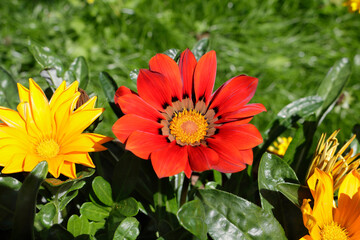 red and yellow gazania flowers
