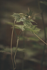 green leaf, rain, monsoon, leaf photography, image of leaf, leaf, nature, off green, image for project, eco, wild