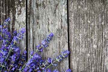 Fresh lavender flowers, on old, gray, wooden background.