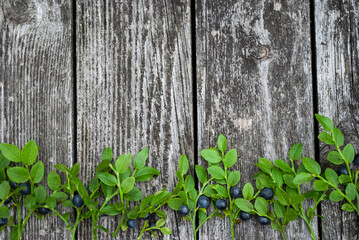 Fresh blueberries on twigs, on a wooden table. Place for text.