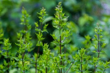 Green leafy mint background. Peppermint - grows in the garden