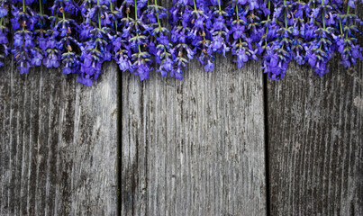 Fresh lavender flowers, on old, gray, wooden background.