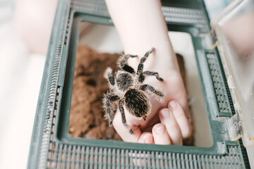 child's hand holding spider tarantula . boy returns Brachypelma albopilosum to terrarium. Open terrarium cover for spiders. - obrazy, fototapety, plakaty