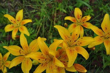 Yellow lily, flowers growing in the summer garden