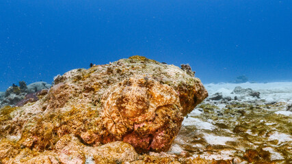 Seascape in turquoise water of coral reef in Caribbean Sea / Curacao with Octopus, coral and sponge