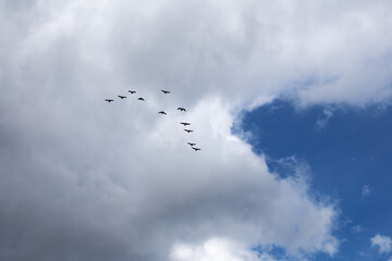 Flying birds on cloudy summer blue sky background