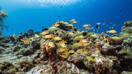 Seascape in turquoise water of coral reef in Caribbean Sea / Curacao with Grunt, coral and sponge
