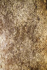 beeswax cells full of honey