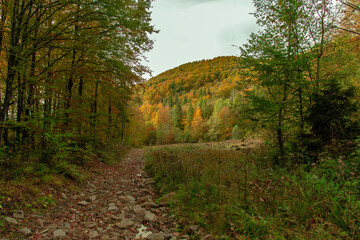 colorful autumn forest nature landscape scenic view lonely route for walking in beautiful outdoor...