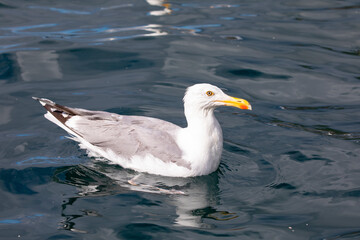 Seabirds hunt sardines in the Velfjord, northern Norway