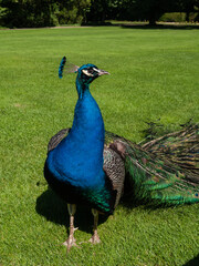 Fototapeta premium Peacock in the park.