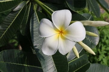white frangipani blossom with yellow inside and green leaves as background