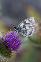 The marbled white butterfly on purple thistle blossom