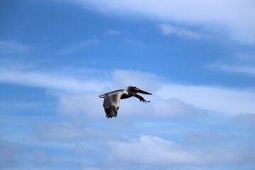 flying pelican in blue sky